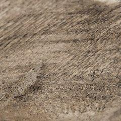 Sculpture de Dashburn